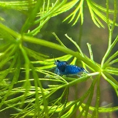 ブルーベルベットシュリンプ　3匹セットの画像