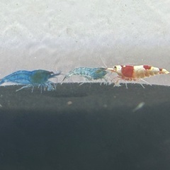 ブルーベルベットシュリンプ　3匹セットの画像