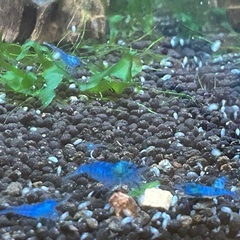 ブルーベルベットシュリンプ　3匹セットの画像