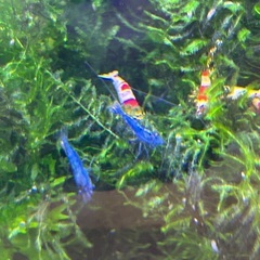 ブルーベルベットシュリンプ　3匹セットの画像