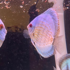 国産ディスカス　ペアの画像