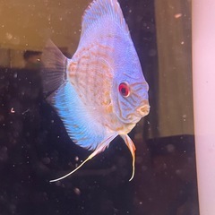 国産ディスカス　ペアの画像