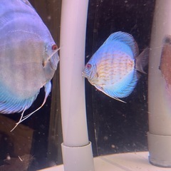 国産ディスカス　ペアの画像