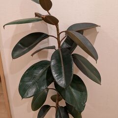 観葉植物 フィカス・バーガンディの画像