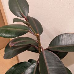 観葉植物 フィカス・バーガンディの画像