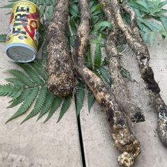 天然自然薯　本物　約９００グラム　の画像