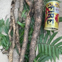 天然自然薯　本物　約９００グラム　の画像