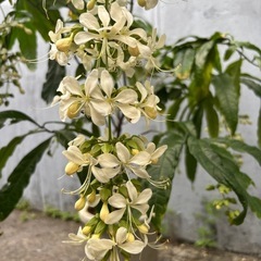 クラリンドウの画像