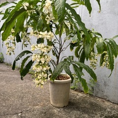 クラリンドウの画像