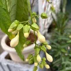 クラリンドウの画像