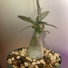 アデニウム　クリスパムの画像