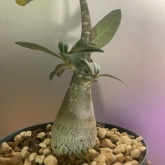 アデニウム　クリスパムの画像