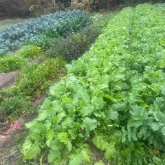 新鮮野菜　お安く　6日土曜日限定の画像