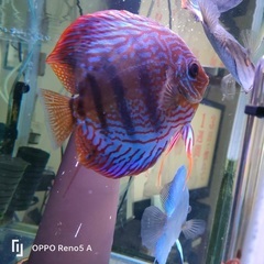 レッドロイヤル　オスの画像