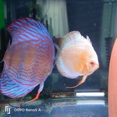 レッドロイヤル　オスの画像