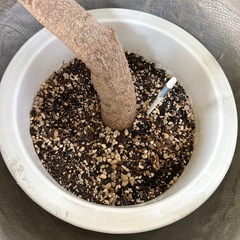 幹太エバーフレッシュの画像