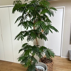 幹太エバーフレッシュの画像