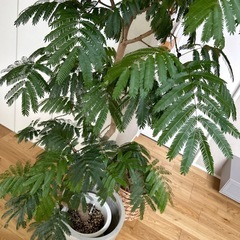 幹太エバーフレッシュの画像