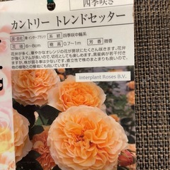 バラ苗　の画像