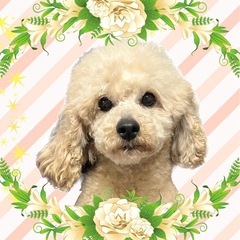 引退犬の子達です。ご年配の方大歓迎です。