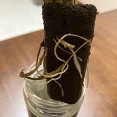 水耕栽培の画像