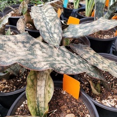 サンスベリア　キルキーコパトーン　子株たくさん！の画像