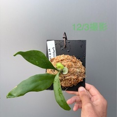 ビカクシダ　SS foong(子株)の画像