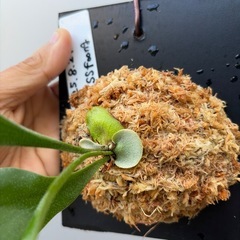 ビカクシダ　SS foong(子株)の画像