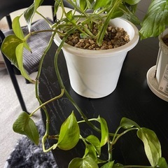 観葉植物まとめての画像