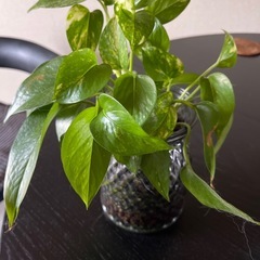 観葉植物まとめての画像