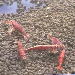 ファイヤーレッドシュリンプ　2匹セットの画像