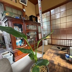 ストレチアオーガスタ　ポット付き の画像