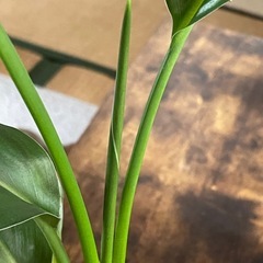 ストレチアオーガスタ　ポット付き の画像