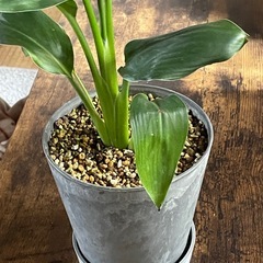 ストレチアオーガスタ　ポット付き の画像