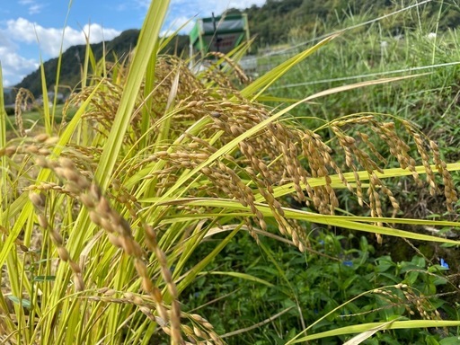 【棚田米】
岡山県高梁市産R7年 ひとめぼれ 30kg棚田米⑥