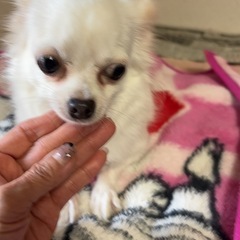 チワワ女の子4歳