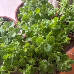 アロマティカス　鉢ごとの画像