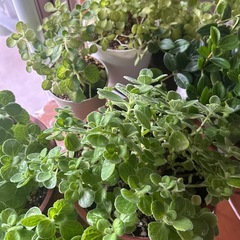 アロマティカス　鉢ごとの画像