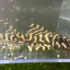 【熱帯魚】キンペコ  6.0㎝±【コントラスト抜群】の画像