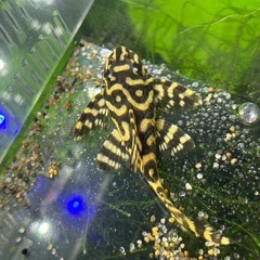 【熱帯魚】キンペコ  6.0㎝±【コントラスト抜群】の画像