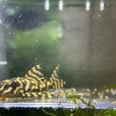 【熱帯魚】キンペコ  6.0㎝±【コントラスト抜群】の画像