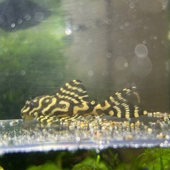 【熱帯魚】キンペコ  6.0㎝±【コントラスト抜群】の画像