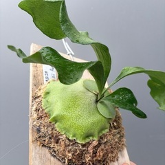 ビカクシダ　P.Hillii cv paopaoの画像