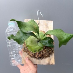 ビカクシダ　P.Hillii cv paopaoの画像