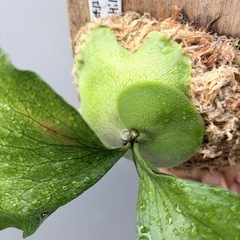 ビカクシダ　P.Hillii cv paopaoの画像