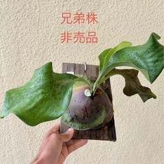 ビカクシダ　P.Hillii cv paopaoの画像