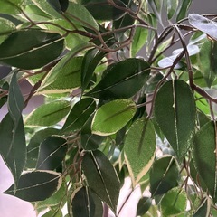 IKEA 人工観葉植物の画像