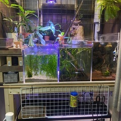 レア  アクリル水槽 900mm×600mm×300〜450mm3部屋の画像