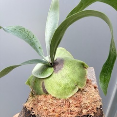 ビカクシダAlcicorne ver.Africa　の画像