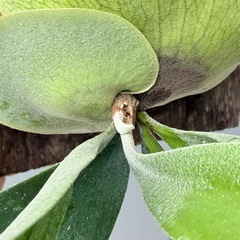 ビカクシダAlcicorne ver.Africa　の画像